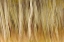 Picture of USA, MONTANA ABSTRACT OF ASPEN FOREST