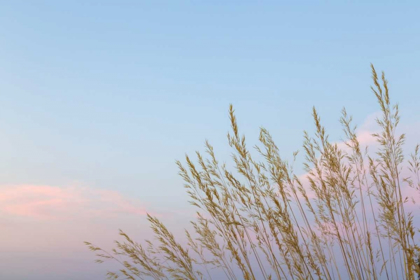 Picture of WASHINGTON, SEABECK GRASSES AT SUNSET