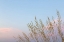 Picture of WASHINGTON, SEABECK GRASSES AT SUNSET