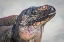 Picture of BAHAMAS, EXUMA ISLAND IGUANA ON BEACH