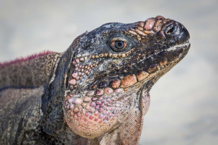 Picture of BAHAMAS, EXUMA ISLAND IGUANA ON BEACH