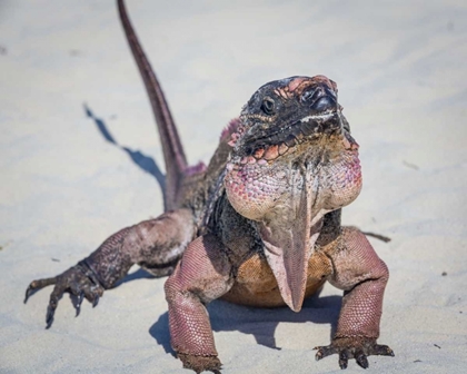 Picture of BAHAMAS, EXUMA ISLAND IGUANA ON BEACH