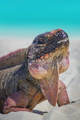 Picture of BAHAMAS, EXUMA ISLAND IGUANA ON BEACH