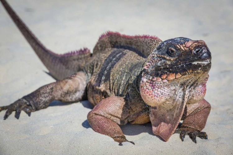 Picture of BAHAMAS, EXUMA ISLAND IGUANA ON BEACH