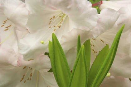 Picture of WHITE RHODODENDRON BLOSSOMS AND LEAVES