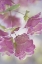 Picture of ORNAMENTAL OREGANO PLANT WITH DEWDROPS