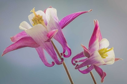 Picture of WASHINGTON, SEABECK COLUMBINE FLOWERS