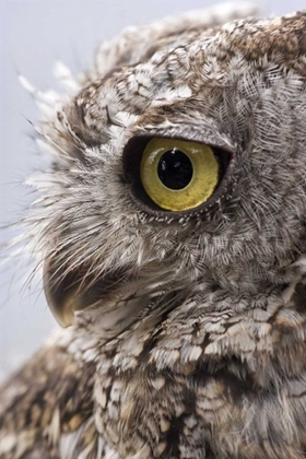 Picture of ALASKA, KETCHIKAN WESTERN SCREECH OWL