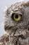 Picture of ALASKA, KETCHIKAN WESTERN SCREECH OWL