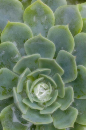 Picture of MEXICO SUCCULENT PLANT WITH DEW DROPS