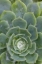 Picture of MEXICO SUCCULENT PLANT WITH DEW DROPS