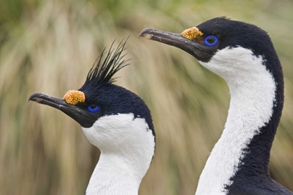 Picture of SOUTH GEORGIA IS BLUE-EYED CORMORANTS