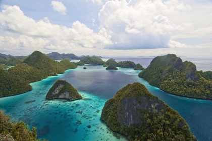 Picture of ISLAND VEGETATION, NEW GUINEA ISLAND, INDONESIA