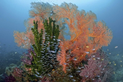 Picture of REEF SCENICS, IRIAN JAYA, WEST PAPUA, INDONESIA