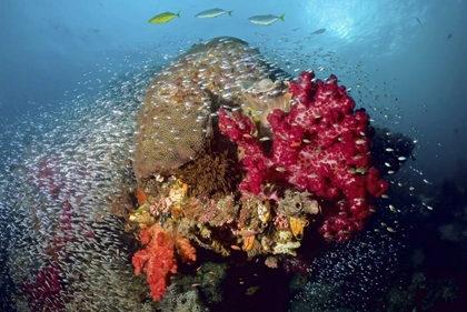 Picture of REEF SCENICS, IRIAN JAYA, WEST PAPUA, INDONESIA