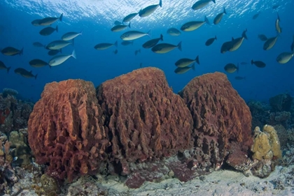 Picture of INDONESIA, PAPUA FISH SWIMS OVER THREE SPONGES