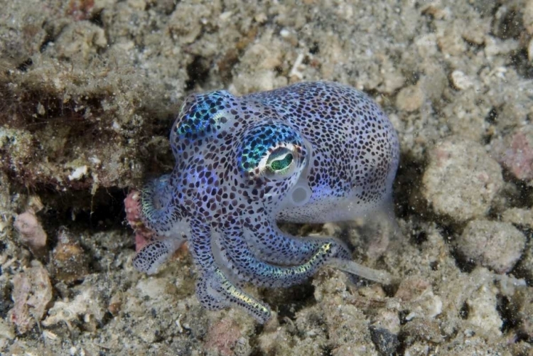 Picture of INDONESIA BOBTAIL SQUID BURROWS INTO SEA FLOOR