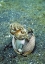 Picture of INDONESIA, LEMBEH STRAITS OCTOPUS WITH A SHELL