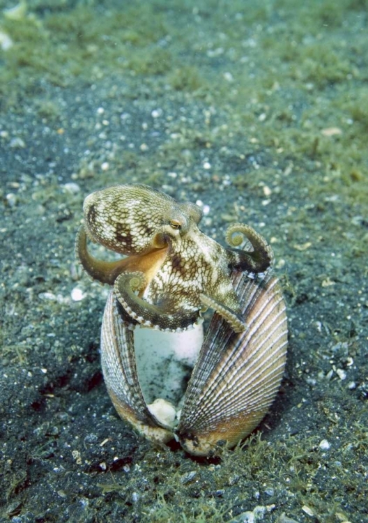 Picture of INDONESIA, LEMBEH STRAITS OCTOPUS WITH A SHELL