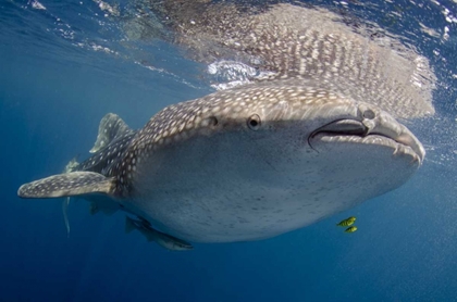 Picture of INDONESIA, PAPUA, CENDERAWASIH BAY WHALE SHARK