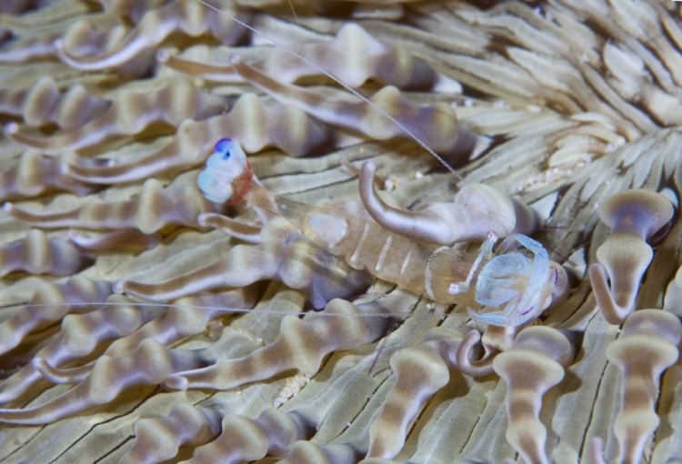 Picture of INDONESIA THIS COMMENSAL SHRIMP AMONG ANEMONES