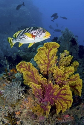 Picture of SWEETLIP FISH OVER CORAL, IRIAN JAYA, INDONESIA