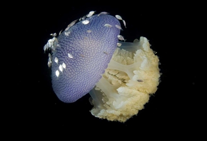 Picture of JELLYFISH AND JUVENILE TREVALLY FISH, INDONESIA