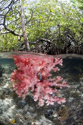 Picture of INDONESIA, MISOOL ISLANDS CORAL AMID MANGROVES