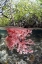 Picture of INDONESIA, MISOOL ISLANDS CORAL AMID MANGROVES