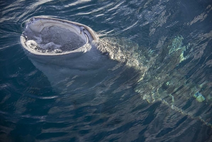 Picture of INDONESIA, PAPUA, CENDERAWASIH BAY WHALE SHARK