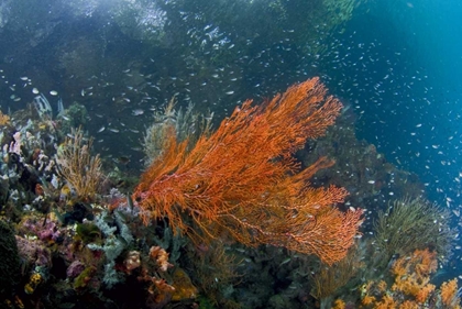 Picture of INDONESIA, NEW GUINEA ISL CORALS IN A MANGROVE