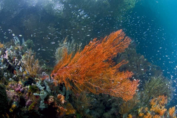 Picture of INDONESIA, NEW GUINEA ISL CORALS IN A MANGROVE