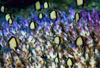 Picture of INDONESIA HUMBUG FISH IN ACROPORA CORAL COLONY