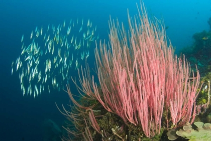 Picture of INDONESIA, BUYAT BAY RAZORFISH SWIM OVER CORAL