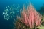 Picture of INDONESIA, BUYAT BAY RAZORFISH SWIM OVER CORAL