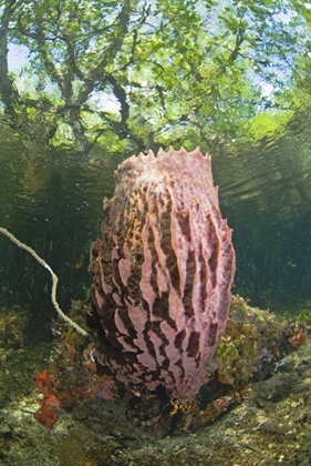 Picture of INDONESIA, MISOOL ISL BARREL SPONG IN MANGROVE
