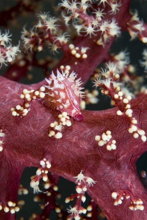 Picture of INDONESIA, AN ALLIED COWRY MOLLUSK VARIES COLOR