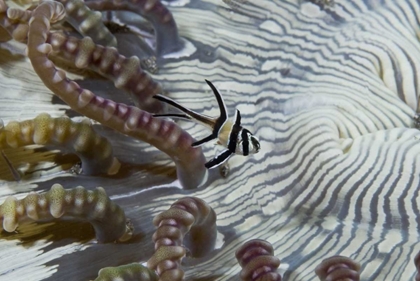 Picture of INDONESIA, A BANGGI CARDINALFISH BY SEA ANEMONE