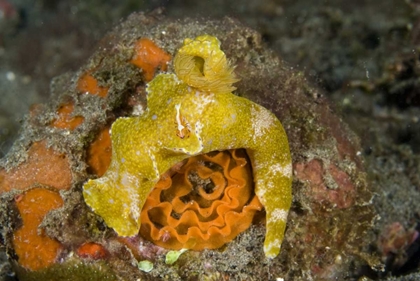 Picture of INDONESIA A NUDIBRANCH WITH AN IMPERIAL SHRIMP