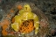 Picture of INDONESIA A NUDIBRANCH WITH AN IMPERIAL SHRIMP