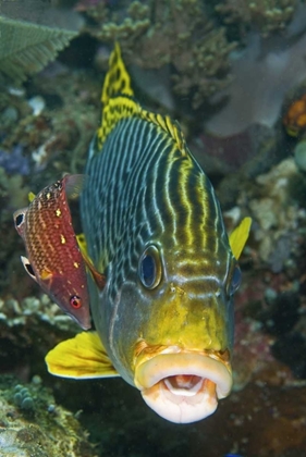 Picture of LINED SWEETLIP FISH IS BEING CLEANED, INDONESIA