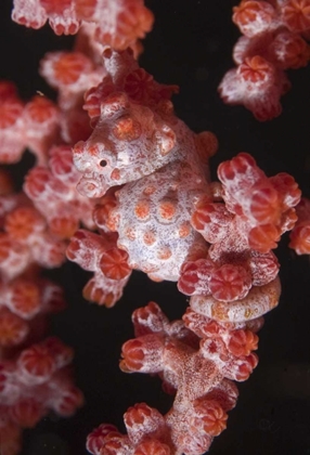 Picture of INDONESIA A PYGMY SEAHORSE CAMOUFLAGE ON CORAL