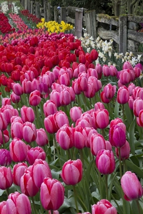 Picture of WASHINGTON BLOOMING TULIPS NEXT TO WOODEN FENCE
