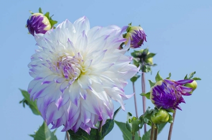 Picture of WASHINGTON DETAIL OF DAHLIA FLOWERS AGAINST SKY