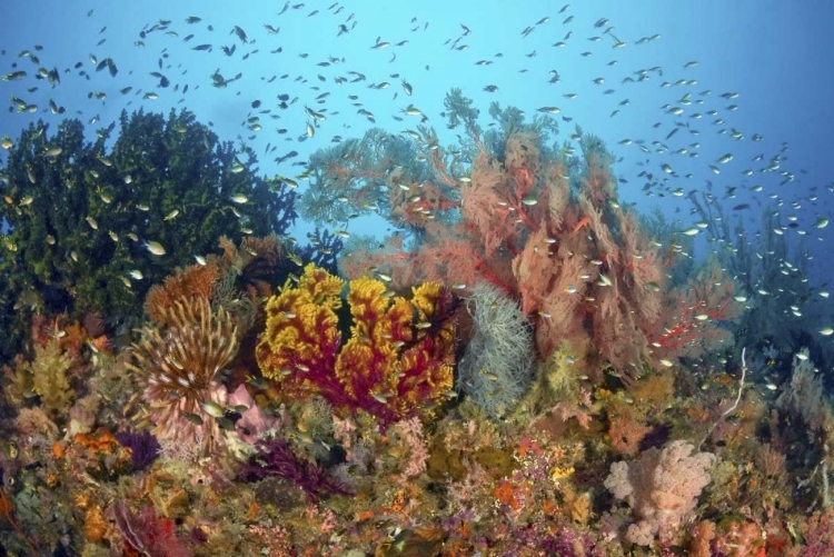 Picture of DIVERSE REEF LIFE, MISOOL, RAJA AMPAT, INDONESIA