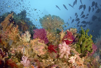 Picture of DIVERSE REEF LIFE, MISOOL, RAJA AMPAT, INDONESIA