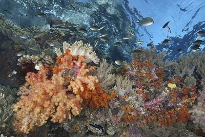 Picture of INDONESIA, RAJA AMPAT UNDERWATER FISH AND CORAL