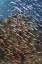 Picture of INDONESIA, RAJA AMPAT UNDERWATER FISH AND CORAL
