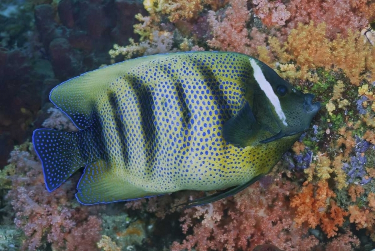 Picture of INDONESIA, RAJA AMPAT UNDERWATER FISH AND CORAL