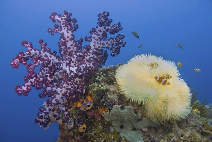 Picture of INDONESIA, RAJA AMPAT UNDERWATER FISH AND CORAL